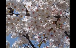 盘点:韩国春季适合漫步赏樱花好去处