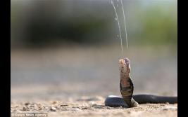 南非摄影师冒险拍摄蛇喷毒汁惊险瞬间