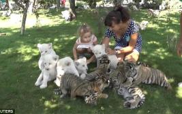 俄罗斯Taigan动物园:与西伯利亚虎白狮亲密接触