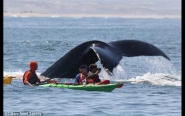 视频拍摄美加州坐头鲸冲出水面惊险时刻