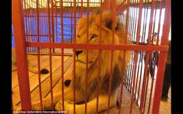 慈善组织救出南美马戏团受虐狮群