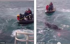 暖心!新西兰救援队解救被鱼线所困幼鲸