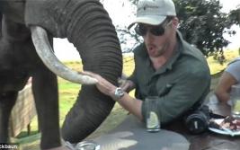 惊险!津巴布韦动物园公象突袭野餐游客