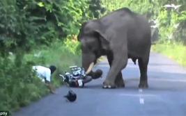 印度一男子遭大象突袭 被迫弃车而去
