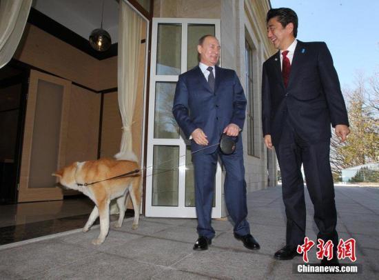 日本对俄“狗狗外交”疑破产 再送秋田犬遭回绝