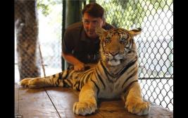 泰国普吉岛老虎王国:游客近距离接触濒危印支虎