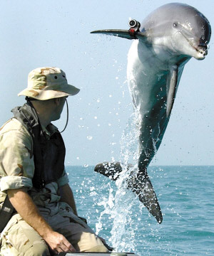 传多只乌克兰军用海豚训练时发情与异性私奔