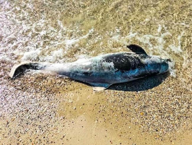 俄乌战争破坏黑海生态 5千只海豚因俄军声纳死亡