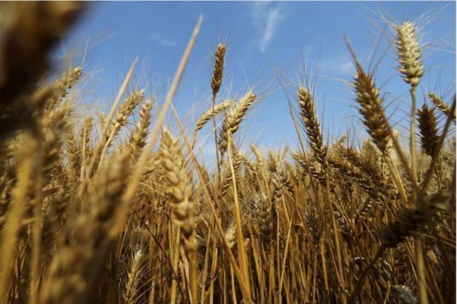 NASA抓包 俄国偷了乌克兰价值300亿小麦